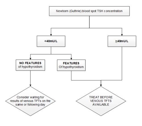 Clinician treatment decision tree in management of congenital hypothyroidism